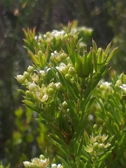 Diosma aristata