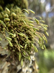 Leptostomum inclinans