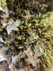 Leptostomum inclinans