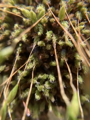 Leptostomum inclinans