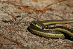 Thamnophis errans