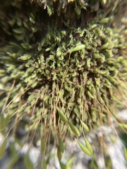 Leptostomum inclinans