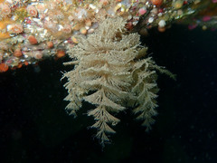 Bugulina turbinata