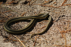 Thamnophis errans