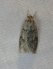 Semioscopis megamicrella