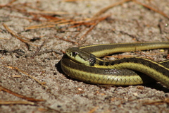 Thamnophis errans