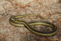 Thamnophis errans