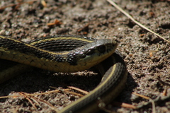 Thamnophis errans