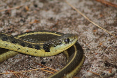 Thamnophis errans