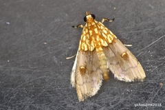 Agrotera