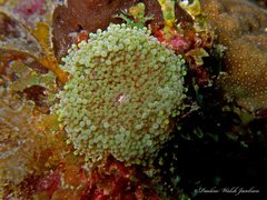 Ricordea florida