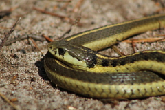Thamnophis errans
