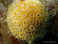 Dichocoenia stokesii