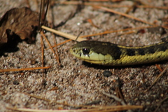 Thamnophis errans