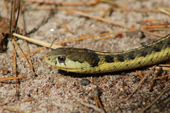 Thamnophis errans