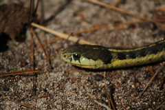 Thamnophis errans