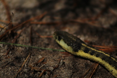 Thamnophis errans