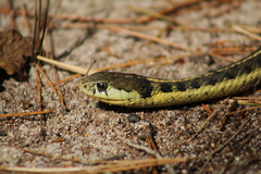 Thamnophis errans