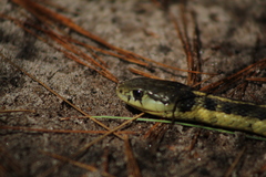 Thamnophis errans