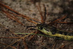 Thamnophis errans