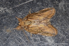 Lamprothripa scotia