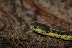 Thamnophis errans