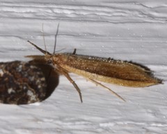 Donacaula albicostellus