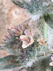 Echium glomeratum