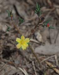Portulaca australis