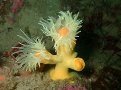Dendrophyllia cornigera