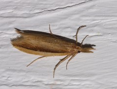 Donacaula albicostellus