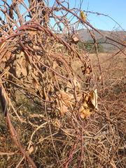 Periploca graeca