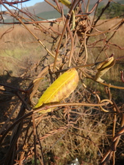 Periploca graeca
