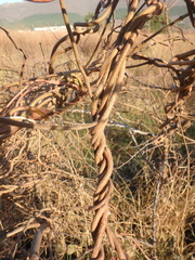 Periploca graeca