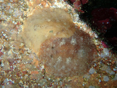 Geitodoris planata