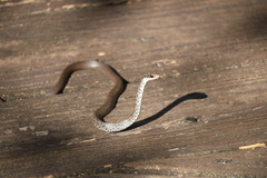 Coluber constrictor priapus image
