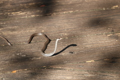 Coluber constrictor priapus