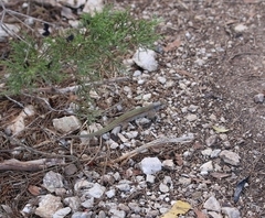 Podarcis pityusensis