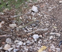 Podarcis pityusensis