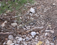 Podarcis pityusensis