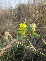 Melilotus officinalis