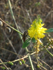 Melilotus officinalis