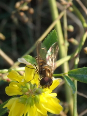 Melilotus officinalis