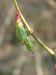 Melilotus officinalis