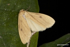 Paralithosia shaowuica