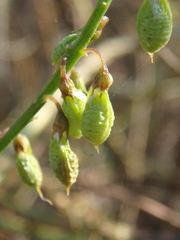 Melilotus officinalis