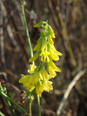 Melilotus officinalis
