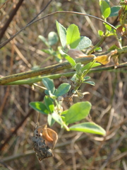 Melilotus officinalis