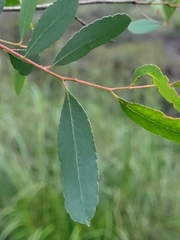 Eucalyptus acaciiformis