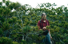 Callitris pancheri